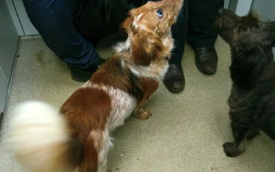 ¿Como prevenir accidentes con perros en el ascensor?